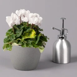 Alpenveilchen, Weiß, Topf-Ø 10,5 Cm, Höhe Ca. 23 Cm, 6er-Set -Garten Sicht Verkäufe 0210600490 Cyclamen Mix T10 weiss 6er Set 3 115231