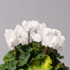 Alpenveilchen, Weiß, Topf-Ø 10,5 Cm, Höhe Ca. 23 Cm, 6er-Set -Garten Sicht Verkäufe 0210600490 Cyclamen Mix T10 weiss 6er Set 4 115232