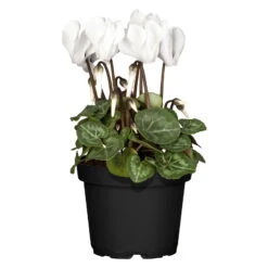 Alpenveilchen, Weiß, Topf-Ø 10,5 Cm, Höhe Ca. 23 Cm, 6er-Set -Garten Sicht Verkäufe 0210600491 Cyclamen weiss 6er Set 1