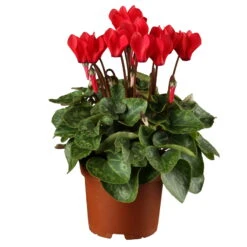 Alpenveilchen, Rot, Topf-Ø 10,5 Cm, Höhe Ca. 23 Cm, 6er-Set -Garten Sicht Verkäufe 0210600493 Cyclamen rot 6er Set 1