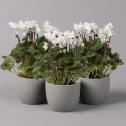 Alpenveilchen, Weiß, Gefranst, Topf-Ø 10,5 Cm, Höhe Ca. 23 Cm, 6er-Set