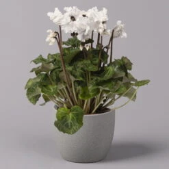 Alpenveilchen, Weiß, Gefranst, Topf-Ø 10,5 Cm, Höhe Ca. 23 Cm, 6er-Set -Garten Sicht Verkäufe 0210600494 Cyclamen Merengue 10cm weiss 3er Set 2 115394