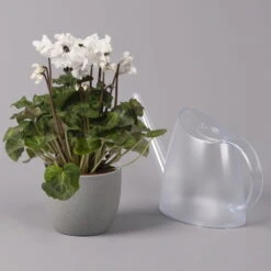Alpenveilchen, Weiß, Gefranst, Topf-Ø 10,5 Cm, Höhe Ca. 23 Cm, 6er-Set -Garten Sicht Verkäufe 0210600494 Cyclamen Merengue 10cm weiss 3er Set 4 115396