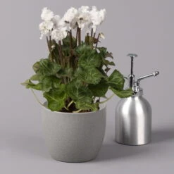 Alpenveilchen, Weiß, Gefranst, Topf-Ø 10,5 Cm, Höhe Ca. 23 Cm, 6er-Set -Garten Sicht Verkäufe 0210600494 Cyclamen Merengue 10cm weiss 3er Set Einzeln 116226