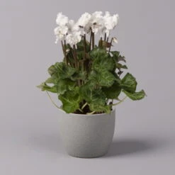 Alpenveilchen, Weiß, Gefranst, Topf-Ø 10,5 Cm, Höhe Ca. 23 Cm, 6er-Set -Garten Sicht Verkäufe 0210600494 Cyclamen Merengue 10cm weiss 3er Set ohneKanne 116227