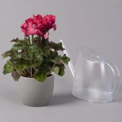 Alpenveilchen, Rot, Gefranst, Topf-Ø 10,5 Cm, Höhe Ca. 23 Cm, 6er-Set -Garten Sicht Verkäufe 0210600496 Cyclamen Merengue rot 10cm 3er Set 2 115541