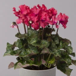 Alpenveilchen, Rot, Gefranst, Topf-Ø 10,5 Cm, Höhe Ca. 23 Cm, 6er-Set -Garten Sicht Verkäufe 0210600496 Cyclamen Merengue rot 10cm 3er Set 4 115540