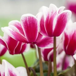 Alpenveilchen, Zweifarbig, Zufällige Farbe, Topf-Ø 13 Cm, Höhe Ca. 30cm, 3er-Set -Garten Sicht Verkäufe 0210600497 Cyclamen Halios Fantasia Mix 3er Set 1