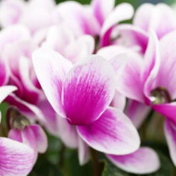 Alpenveilchen, Zweifarbig, Zufällige Farbe, Topf-Ø 13 Cm, Höhe Ca. 30cm, 3er-Set -Garten Sicht Verkäufe 0210600497 Cyclamen Halios Fantasia Mix 3er Set 3