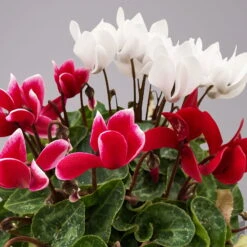 Alpenveilchen-Trio, Zufällige Farben, Topf-Ø 13 Cm, Höhe Ca. 30 Cm, 3er-Set 26 Alpenveilchen-Trio, Zufällige Farben, Topf-Ø 13 Cm, Höhe Ca. 30 Cm, 3er-Set -Garten Sicht Verkäufe 0210600498 Cyclamen persicum Trio 3er Set 17 117602