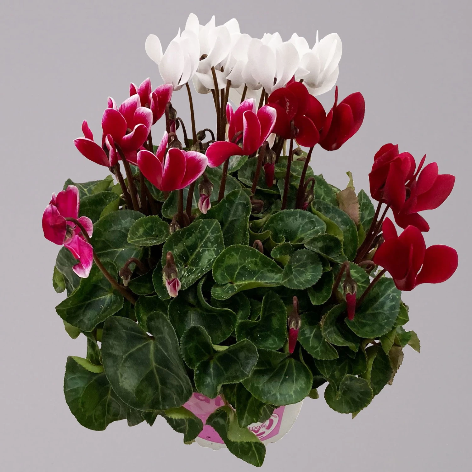 Alpenveilchen-Trio, Zufällige Farben, Topf-Ø 13 Cm, Höhe Ca. 30 Cm, 3er-Set 5 Alpenveilchen-Trio, Zufällige Farben, Topf-Ø 13 Cm, Höhe Ca. 30 Cm, 3er-Set – Bild 5