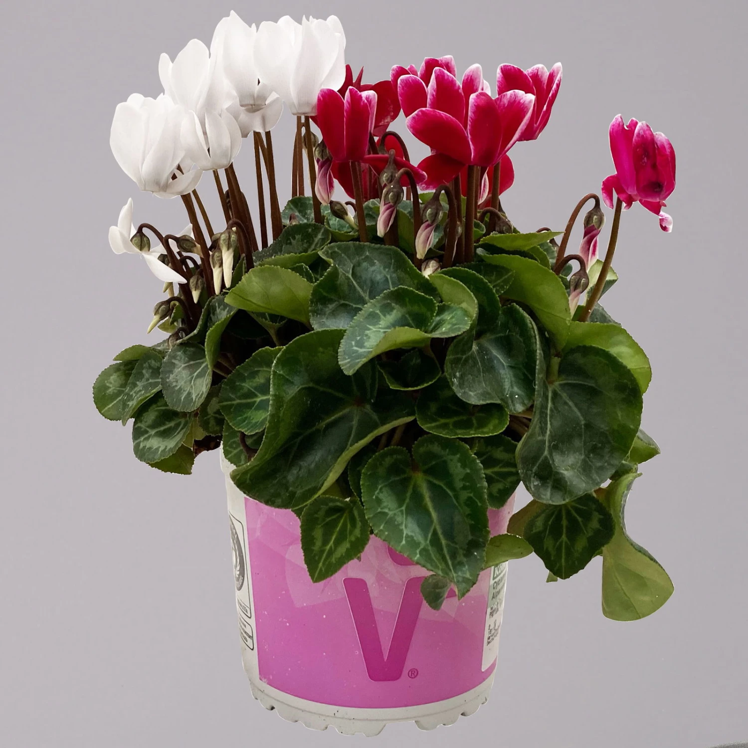 Alpenveilchen-Trio, Zufällige Farben, Topf-Ø 13 Cm, Höhe Ca. 30 Cm, 3er-Set 10 Alpenveilchen-Trio, Zufällige Farben, Topf-Ø 13 Cm, Höhe Ca. 30 Cm, 3er-Set – Bild 10