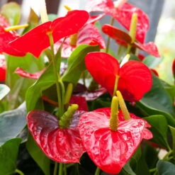Flamingoblume 'Royal Red Champion', Topf-Ø 12 Cm, Höhe Ca. 35 Cm -Garten Sicht Verkäufe 0210650121 Anthurium Andreanum Dakota