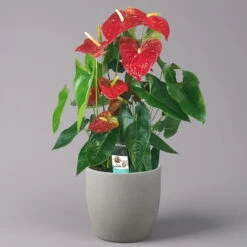 Flamingoblume 'Dakota', Rot, Topf-Ø 26 Cm, Höhe Ca. 80 Cm