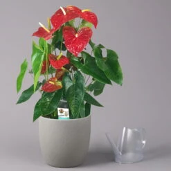 Flamingoblume 'Dakota', Rot, Topf-Ø 26 Cm, Höhe Ca. 80 Cm -Garten Sicht Verkäufe 0210650121 Anthurium Andreanum Dakota 26cm 3 114723