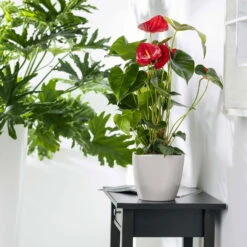 Flamingoblume 'Dakota', Rot, Topf-Ø 26 Cm, Höhe Ca. 80 Cm -Garten Sicht Verkäufe 0210650121 Anthurium Andreanum Dakota2