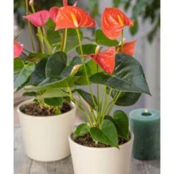 Flamingoblume, 'Orange Champion', Orange, Topf-Ø 12 Cm, Höhe Ca. 35 Cm -Garten Sicht Verkäufe 0210650133 Anthurium Orange Champion