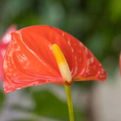 Flamingoblume, 'Orange Champion', Orange, Topf-Ø 12 Cm, Höhe Ca. 35 Cm -Garten Sicht Verkäufe 0210650133 Anthurium Orange Champion1