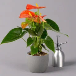 Flamingoblume, 'Orange Champion', Orange, Topf-Ø 12 Cm, Höhe Ca. 35 Cm -Garten Sicht Verkäufe 0210650133 Anthurium orange Champion 12cm 3 114726