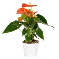Flamingoblume, 'Orange Champion', Orange, Topf-Ø 12 Cm, Höhe Ca. 35 Cm -Garten Sicht Verkäufe 0210650133 Anthurium orange Champion KB 12cm T H 35cm Stolk