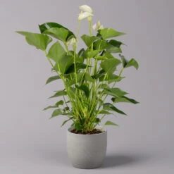 Flamingoblume, 'White Champion', Weiß, Topf-Ø 14 Cm, Höhe Ca. 50 Cm