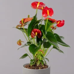 Flamingoblume 'Royal Red Champion', Topf-Ø 12 Cm, Höhe Ca. 35 Cm -Garten Sicht Verkäufe 0210650252 Anthurium Andreanum Royal Red Champion 12cm 2 114733