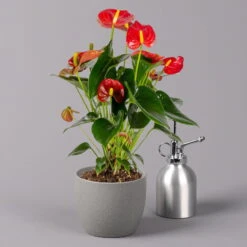 Flamingoblume 'Royal Red Champion', Topf-Ø 12 Cm, Höhe Ca. 35 Cm -Garten Sicht Verkäufe 0210650252 Anthurium Andreanum Royal Red Champion 12cm 3 114734