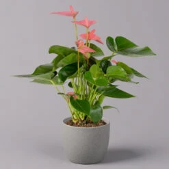 Ausgewählte Produkte -Garten Sicht Verkäufe 0210650281 Anthurium Andreanum Pink Champion 12cm 1 114742