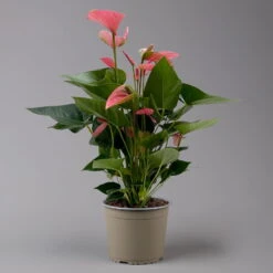 Flamingoblume 'Pink Champion', Pink, Topf-Ø 17 Cm, Höhe Ca. 55 Cm -Garten Sicht Verkäufe 0210650284 Anthurium andrPink Champion T17 H55 2 126739