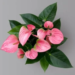Flamingoblume 'Pink Champion', Pink, Topf-Ø 17 Cm, Höhe Ca. 55 Cm -Garten Sicht Verkäufe 0210650284 Anthurium andrPink Champion T17 H55 4 126741