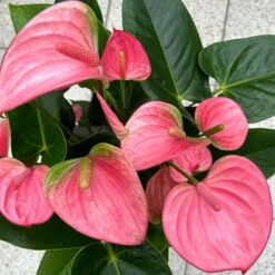 Flamingoblume 'Pink Champion', Pink, Topf-Ø 17 Cm, Höhe Ca. 55 Cm -Garten Sicht Verkäufe 0210650284 Anthurium andrPink Champion T17 H55 11 126743