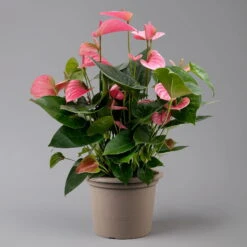 Flamingoblume 'Pink Champion', Pink, Topf-Ø 21 Cm, Höhe Ca. 65 Cm -Garten Sicht Verkäufe 0210650450 Anthurium andrPink Champion T21 H65 1 126767
