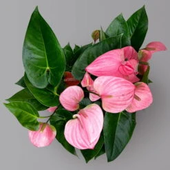 Flamingoblume 'Pink Champion', Pink, Topf-Ø 21 Cm, Höhe Ca. 65 Cm -Garten Sicht Verkäufe 0210650450 Anthurium andrPink Champion T21 H65 5 126764