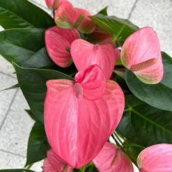 Flamingoblume 'Pink Champion', Pink, Topf-Ø 21 Cm, Höhe Ca. 65 Cm -Garten Sicht Verkäufe 0210650450 Anthurium andrPink Champion T21 H65 6 126746