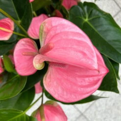 Flamingoblume 'Pink Champion', Pink, Topf-Ø 21 Cm, Höhe Ca. 65 Cm -Garten Sicht Verkäufe 0210650450 Anthurium andrPink Champion T21 H65 7 126745