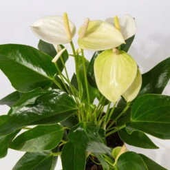 Flamingoblumen Mix Inkl. Übertopf Dallas Weiß, 2er-Set, Topf-Ø 12 Cm, Höhe 30 Cm -Garten Sicht Verkäufe 0210650522 Anthurium weiss pink 3er Set 2 1