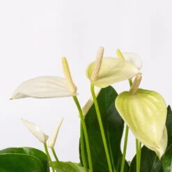 Flamingoblumen Mix Inkl. Übertopf Dallas Weiß, 2er-Set, Topf-Ø 12 Cm, Höhe 30 Cm -Garten Sicht Verkäufe 0210650522 Anthurium weiss pink 3er Set 4 1