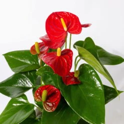 Flamingoblumen Mix Inkl. Übertopf Dallas Weiß, Topf-Ø 12 Cm, 2er-Set -Garten Sicht Verkäufe 0210650524 Anthurium pink rot inkl Keramik 3er Set 3