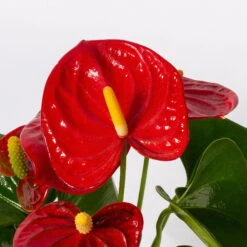 Flamingoblumen Mix Inkl. Übertopf Dallas Weiß, Topf-Ø 12 Cm, 2er-Set -Garten Sicht Verkäufe 0210650524 Anthurium pink rot inkl Keramik 3er Set 5