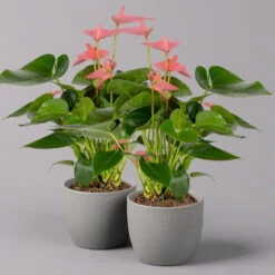 Flamingoblume 'Pink Champion', Topf-Ø 12 Cm, Höhe Ca. 35 Cm