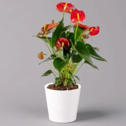 Flamingoblumen Mix Inkl. Übertopf Dallas Weiß, 2er-Set, Topf-Ø 12 Cm, Höhe 30 Cm -Garten Sicht Verkäufe 0210650541 Anthurium rot inkl Dallas weiss 1 114751 1