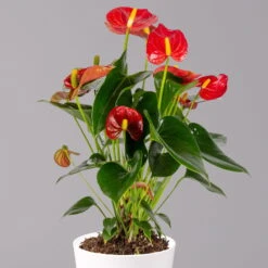 Flamingoblumen Mix Inkl. Übertopf Dallas Weiß, 2er-Set, Topf-Ø 12 Cm, Höhe 30 Cm -Garten Sicht Verkäufe 0210650541 Anthurium rot inkl Dallas weiss 2 114752 1