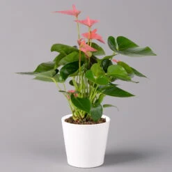 Flamingoblumen Mix Inkl. Übertopf Dallas Weiß, 2er-Set, Topf-Ø 12 Cm, Höhe 30 Cm -Garten Sicht Verkäufe 0210650543 Anthurium pink inkl Dallas weiss 1 114757