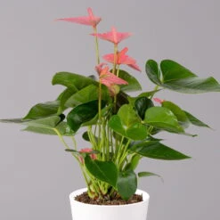 Flamingoblumen Mix Inkl. Übertopf Dallas Weiß, 2er-Set, Topf-Ø 12 Cm, Höhe 30 Cm -Garten Sicht Verkäufe 0210650543 Anthurium pink inkl Dallas weiss 2 114758