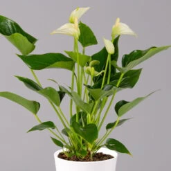 Flamingoblumen Mix Inkl. Übertopf Dallas Weiß, Topf-Ø 12 Cm, 2er-Set -Garten Sicht Verkäufe 0210650545 Anthurium weiss inkl Dallas weiss 2 114762 3