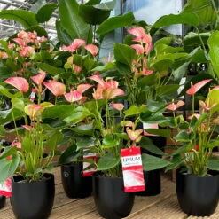 Flamingoblume 'LiviumRed' Rot-weiß Gestreift, Topf-Ø 17 Cm -Garten Sicht Verkäufe 0210650561 0210650616 0210650617 Anthurium Livium Red T14 T21 7 126736