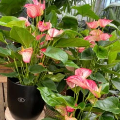 Flamingoblume 'LiviumRed' Rot-weiß Gestreift, Topf-Ø 17 Cm -Garten Sicht Verkäufe 0210650561 0210650616 0210650617 Anthurium Livium Red T14 T21 8 126735