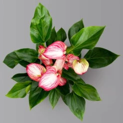 Flamingoblume 'LiviumRed' Rot-weiß Gestreift, Topf-Ø 17 Cm -Garten Sicht Verkäufe 0210650617 Anthurium Livium Red T17 H55 3 126779