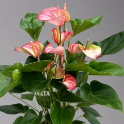 Flamingoblume 'LiviumRed' Rot-weiß Gestreift, Topf-Ø 17 Cm