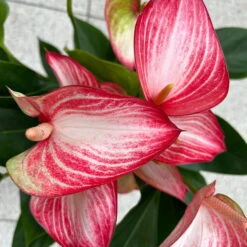 Flamingoblume 'LiviumRed' Rot-weiß Gestreift, Topf-Ø 17 Cm -Garten Sicht Verkäufe 0210650617 Anthurium Livium Red T17 H55 13 126753